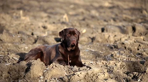 Brown labrador lying on the ground Stock Footage 55473879