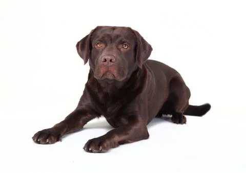Brown labrador lying Stock Photos