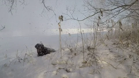 Brown Labrador lying in the snowfall in winter Stock Footage 72909092