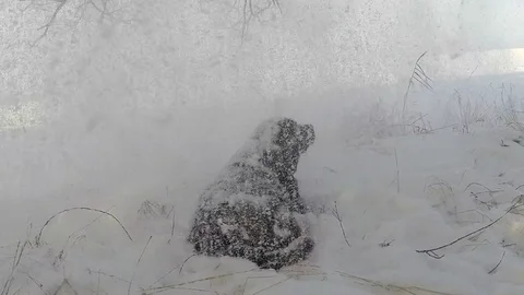 Brown Labrador lying in the snowfall in winter Stock Footage 72910339