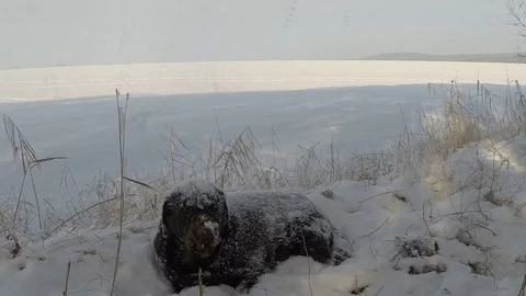 Brown Labrador lying in the snowfall in winter Stock Footage 72912031