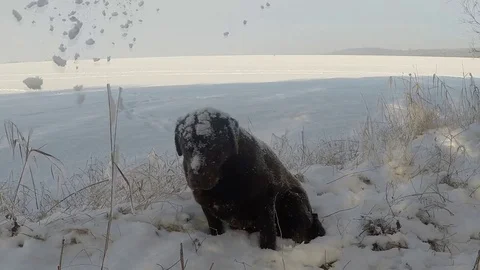Brown Labrador lying in the snowfall in winter Stock Footage 72912505