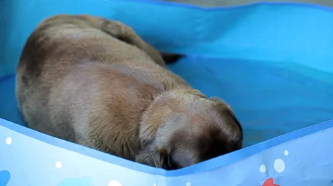 Brown labrador lying in the water Stock Footage 35568675