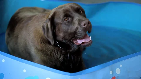 Brown labrador lying in the water Stock Footage 35568978