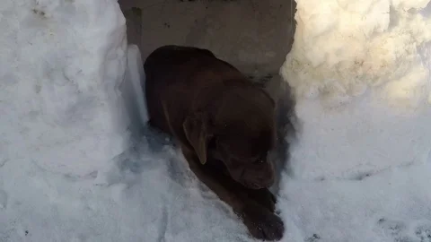Brown Labrador lying in winter Stock Footage 73056277