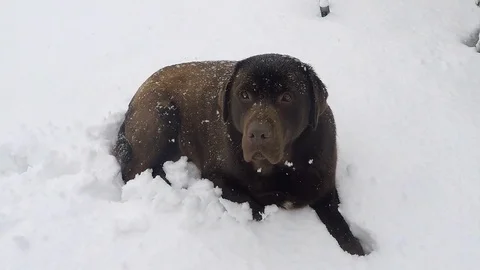 Brown Labrador lying in winter Stock Footage 73397041