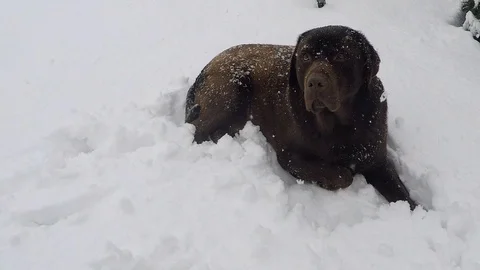 Brown Labrador lying in winter Stock Footage 73397376