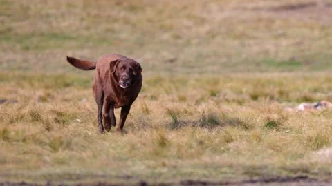 Brown Labrador Mix Running in Slow Motion With Ball on Open Field – Action Pet Stock Footage 345165199