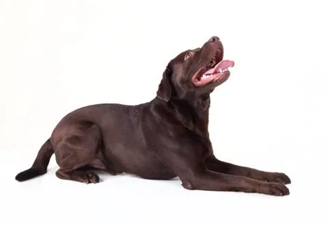 Brown labrador Stock Photos