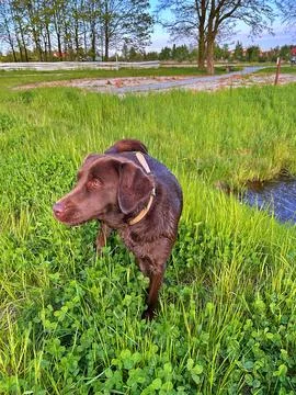 Brown labrador Stock Photos