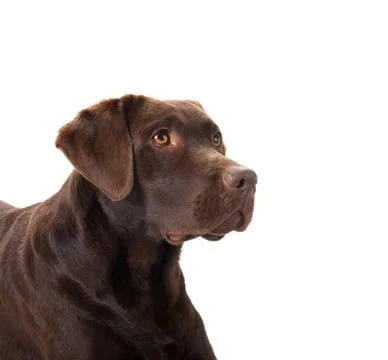 Brown labrador portrait Stock Photos