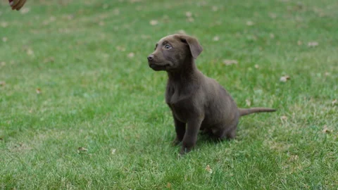 Brown labrador puppy playing Stock Footage 142710102
