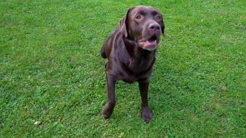 A brown labrador retriever on a grass field. Stock Footage 225056033