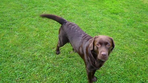 A brown labrador retriever on a grass field. Stock Footage 225056045