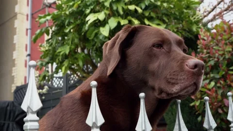 Brown Labrador Retriever Resting On Grass waiting for owner to return from work Stock Footage 175442518