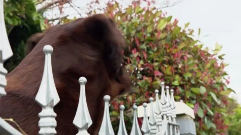 Brown Labrador Retriever Resting On Grass waiting for owner to return from work 스톡 동영상 175442899