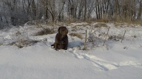 Brown Labrador sitting in the deep snow in winter Stock Footage 72905166