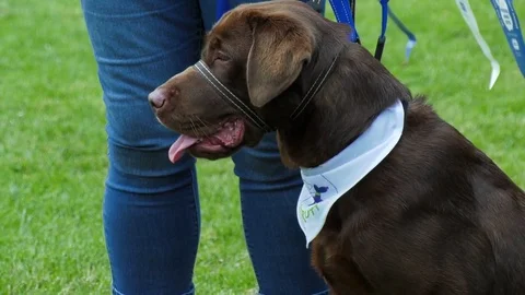 Brown labrador sitting Video stock 80551307