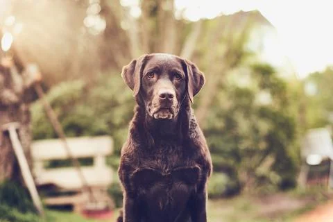 Brown Labrador sitting in front of the camera Stock Photos