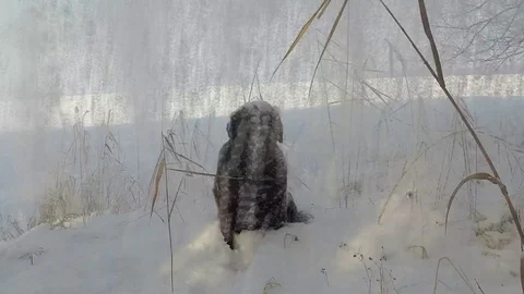 Brown Labrador sitting in the snowfall in winter Stock Footage 72911111