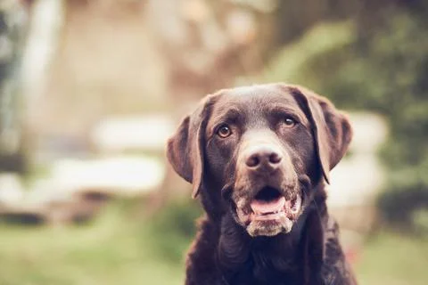Brown Labrador smiling for the camera Stock Photos
