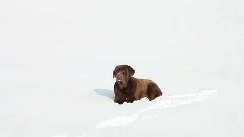 Brown Labrador in the snow in winter Stock Footage 71803069