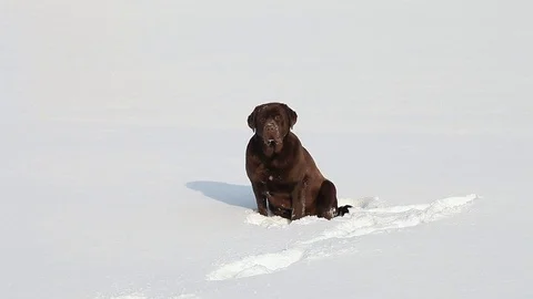Brown Labrador in the snow in winter Stock Footage 71803954