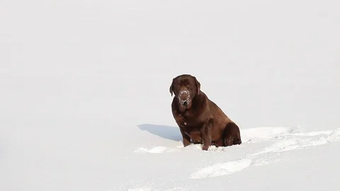 Brown Labrador in the snow in winter Stock Footage 71805236