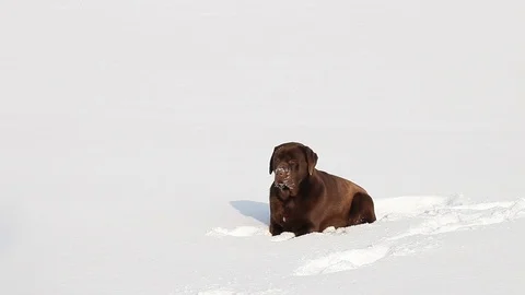 Brown Labrador in the snow in winter Stock Footage 71805615
