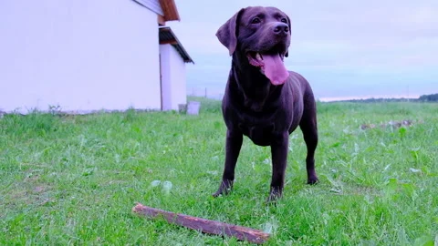 Brown Labrador With A Stick On The Field Next to the House. Video stock 133084342