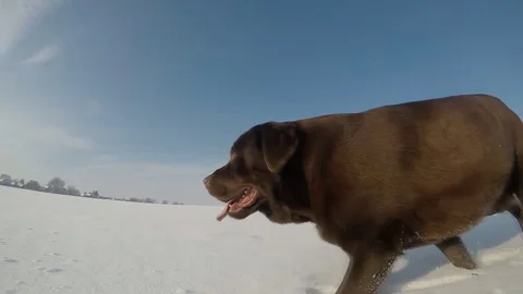 Brown Labrador walking in the deep snow in winter slow motion Stock Footage 73055923