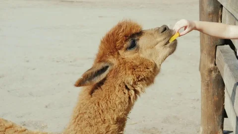 The brown lama eats food, which she is pulled through the fence Stock-Footage 80105482