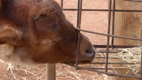 Brown Lamb Eating Hay Through Metal Feeder Grate on Farm Stock Footage 346356322
