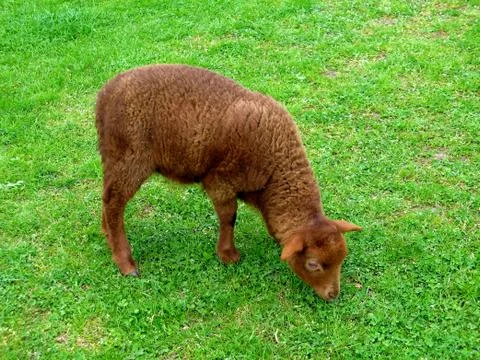 Brown Lamb Stock Photos