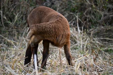 Brown Lamb Scratching Itself in Dry Grass Field Stock Photos