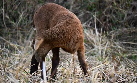 Brown Lamb Scratching Itself in Dry Grass Field Stock Photos