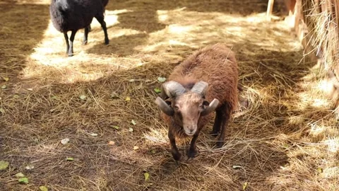 A brown lamb walks in its enclosure with a white fence on the farm Stock Footage 304290301