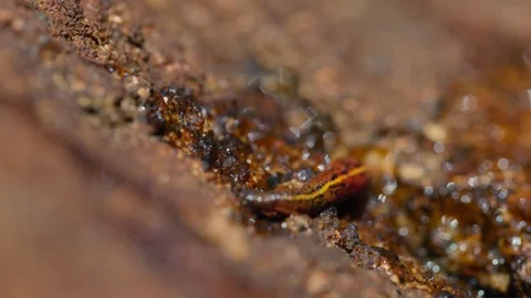 Brown land leech, Haemadipsa zeylanica crawling over wet rocks in slow motion Stock Footage 333580697