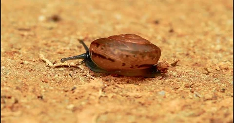 A Brown Land Snail Crawling Stock Footage 89331574