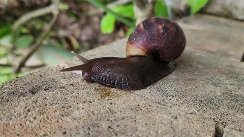 Brown land snail crawling on rough concrete with shallow depth of field. Stock Footage 324768308