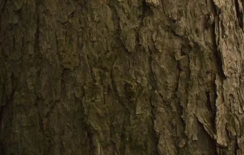 Brown larch tree bark texture with cracks closeup Stock Photos