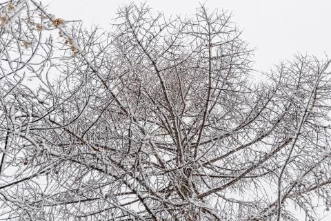 Brown larch tree branches covered with white fresh fluffy snow are in winter Stock Photos