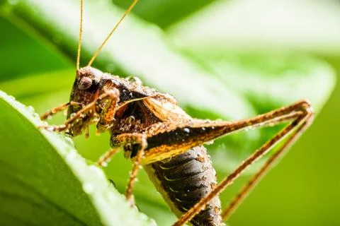 Brown large grasshopper locust Stock Photos