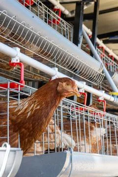 Brown Layer Hen Looking Out from Battery Cage in Modern Poultry Farm Фото