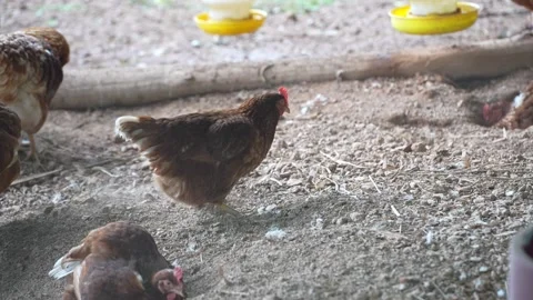 Brown laying hens gathered inside a chicken coop Stock Footage 344707358