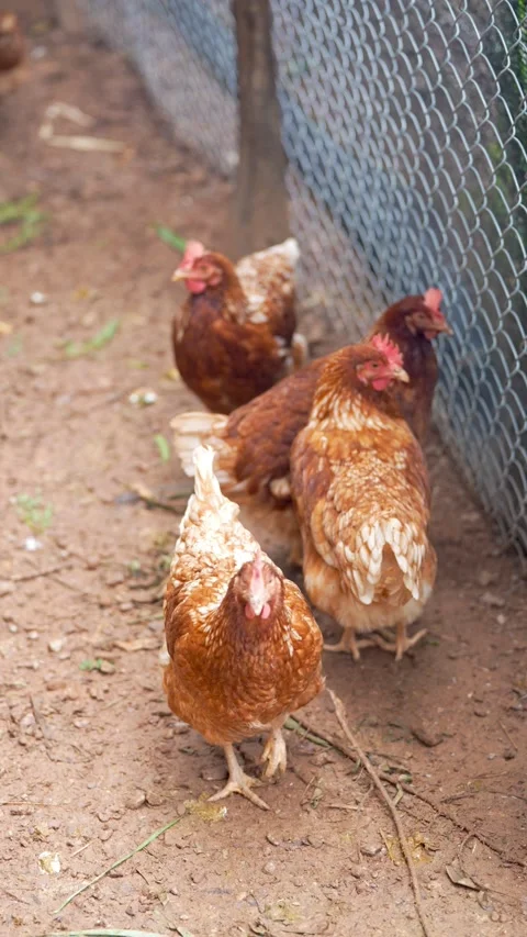 Brown laying hens gathered inside a chicken coop Stock Footage 344707563