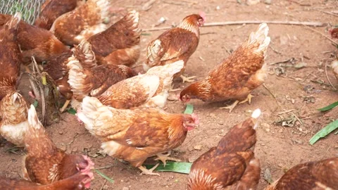 Brown laying hens gathered inside a chicken coop Stock Footage 344707668