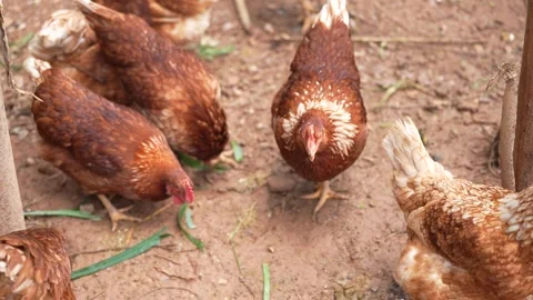 Brown laying hens gathered inside a chicken coop Stock Footage 344707713