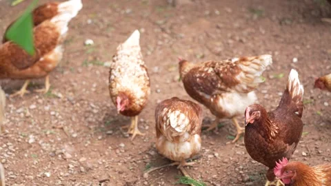 Brown laying hens gathered inside a chicken coop Stock Footage 344707725