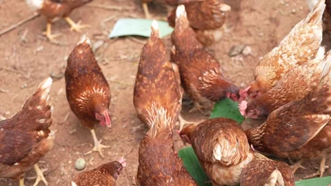 Brown laying hens gathered inside a chicken coop Stock Footage 344707741